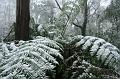 Snow on tree ferns, Sassafras IMG_7649